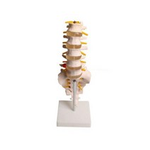 디테일 요추모형 골격 인체 디스크모형 120MMX160MM