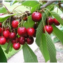 [나무판매] 자연농원 체리나무 묘목판매, 러시아8호, 1개