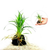 헬로아쿠아 모음)심쿵 수초아이템 160종 쉬운수초 어항장식 열대어 어항꾸미기 수족관꾸미기, 64번) 화산석 애란 활착