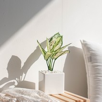 나루플랜트 실내 공기정화식물 화이트화분 공기청정 반려식물 인테리어식물, 1Ea, 스노우사파이어