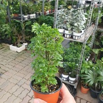 10~25cm 39 파슬리폴리셔스 소품, 1개