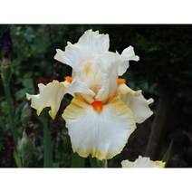 피어나라야생화 독일붓꽃 뿌리 (버미즈던) 1Set 2뿌리