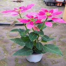 행복한꽃순이 포인세치아 포인세티아(러브유) 진분홍, 1개