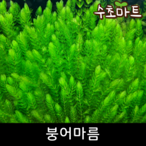 [수초마트] 붕어마름, [득템플러스] 40줄기