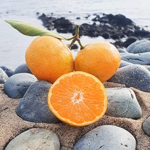 제주 노지 감귤 4.5Kg, 감귤 4.5Kg(S,M,L혼합)