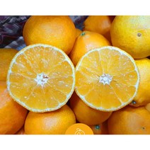 [혜리농장] [선물용] 제주 황금향 한라산 프리미엄 로얄과 고당도 당도선별 2kg 3kg 5kg, [선물용] 특대 9-13과(5kg 내외)