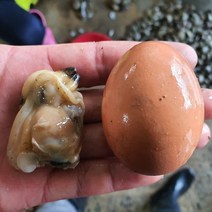 국산 깐바지락살 500g부터 통영 산지직송 활 바지락 순살 왕바지락, 3팩, 500g