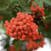 마가목 나무 플러그묘 1주