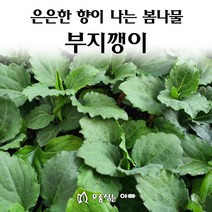 [모종심는아빠] 은은향 향기가 나는 봄나물 부지깽이 쑥부쟁이
