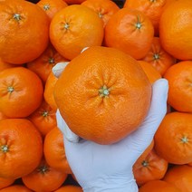 제주 오일장마켓 산지직송 서귀포 햇감귤 황금향 레드향 천혜향, 천혜향 선물용 5kg 로얄과(18-25과)