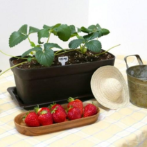 [재배의 정석] 열매 달린 딸기 키우기 텃밭 키트 모종 홈가드닝 베란다, 킹스베리 텃밭키트