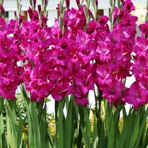 우리화훼종묘 글라디올라스 구근 - 슈가 플럼 (5개세트), 1개