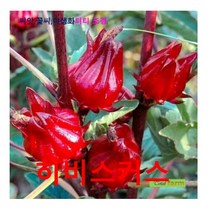 희귀씨앗 식용이 가능한 히비스커스 로젤 씨앗 5립