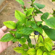 봄바람가든 블루베리묘목 엘리자베스 3년생 블루베리 꼼꼼한포장 블루베리나무 과실수 묘목
