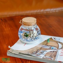 수경식물 반려식물 행운목 마리모 DIY 선물세트, LED항아리_오색사