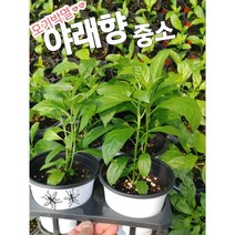야래향-중/모기쫓는 야래향나무