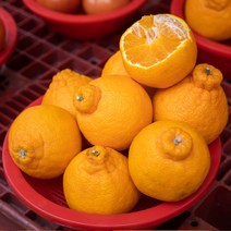 [산지직송] 노지 제주 한라봉 5kg 10kg 벌크 가정용, 03. 10kg 소과 (가정용)