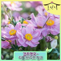 [초선지] 겹추명국 겹아네모네 Anemone Hybrida 포트묘, 리틀브리즈핑크, 1개