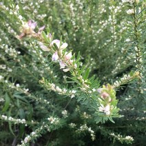 순창상회 강원도 국산 야생 건조 야관문 300g 600g 비수리, 1개