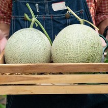 영화청과 특급 멜론 10kg 가격 허니듀 머스크 시세, 상세페이지 참조