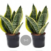 트리앤 황소뿔 스투키 금전수 보석금전수 산세베리아 미세먼지제거, 08. 1+1 수퍼바 3촉 1개