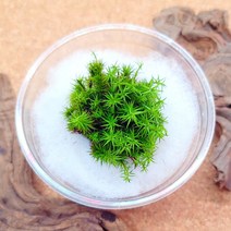 산솔이끼 (30촉 내외) 테라리움 비바리움 팔루다리움 재료, 1개