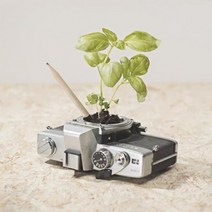 친환경 새싹 씨앗 연필 씨앗심기 8개입