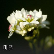 메밀 100g 야생화씨앗