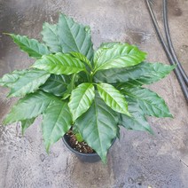 꽃백화점 아라비카 커피나무 중품 공기정화식물 과실수 40~60cm 99