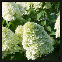 (나무농장) 목수국나무 라임라이트 포트 ( 4포트묶음 ), 1개