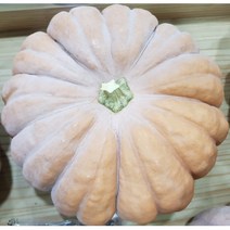 늙은호박 2kg~10kg/늙은 맷돌호박/2023년 국내산, 2kg내외, 1개
