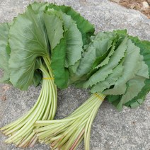 김해 칠산 머위나물 12kg 생 머위 머위잎 머위장아찌용, 머위나물 2kg