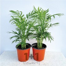플라워석 테이블야자 30cm 1+1 선물가능 인테리어 플랜테리어 키우기쉬운 공기정화식물 반려식물 예쁜식물 화분
