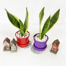 [몽파] 산세베리아 키우기-1인세트