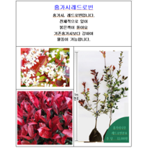 홍가시(레드로빈)나무분묘 5주, 5개