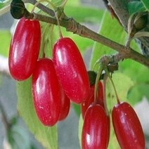 산수유나무/실생2년(10주묶음)묘목/G0658, 10개