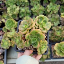 [보금이다육] 릴리패드(랜덤배송) - 58, 1개