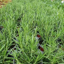 야생화피어나라플라워 허브(로즈마리) 1Set 4포트