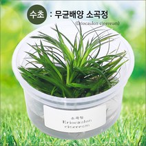 피알피쉬 무균 배양수초 소곡정 (전경수초) 수초