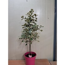 스윗하트고무나무 높이80센치정도 경북농원, 1개