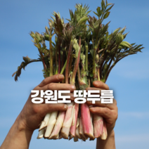 강원도 땅두릅 당일수확 산지직송 300g 500g 1kg 두릅