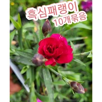 흑심패랭이 10개묶음/카네이션같기도한 꽃 사철패랭이꽃