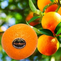 퓨어스펙 고당도 오렌지 중대과, 3kg(12~20입), 1봉