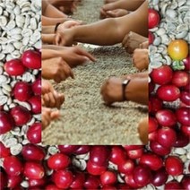 커피향기줍는남자 생두 코스타리카커피 깨끗한산미 결점두제거 500g, 1kg, 1개