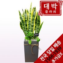 대박플라워 산세베리아 개업화분 집들이 인테리어 공기정화식물 관엽식물 꽃배달