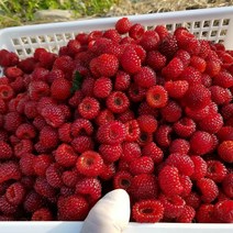 [당일발송] 산딸기 500g 1kg 2kg 제철 냉동 생산딸기 포항 장기 청도 라즈베리 raspberry 효능 농장, [급랭]2kg 벌크형