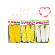 대용량 초당옥수수 씨앗 2000립 [23년포장] 백초당옥수수씨앗 얼룩초당옥수수종자, 초당옥수수2000립