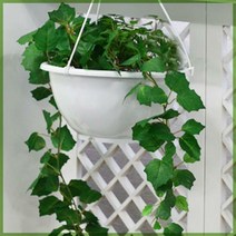 벽걸이 행긴화분, 벽걸이행긴화분 7호