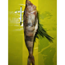 다원 임연수 특왕자반솔잎(간절이) ﻿550g~600g, 1마리, 550g~600g