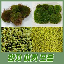 서리이끼 톳 양지 모음 조경 공기정화식물 팔루다리움 테라리움, 톳이끼